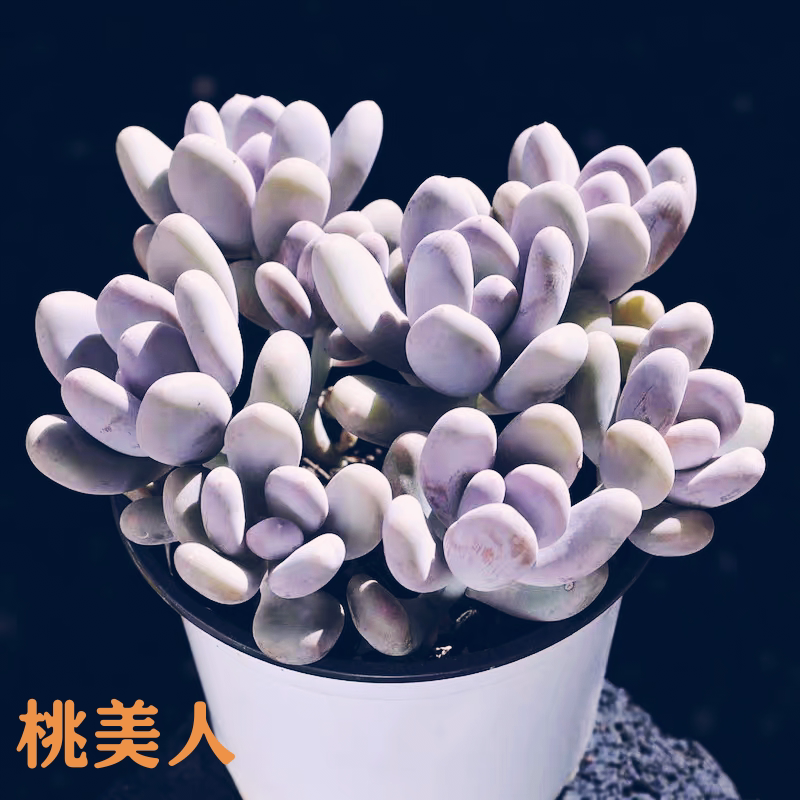 桃美人多肉植物盆栽小苗砍头苗老多肉植物