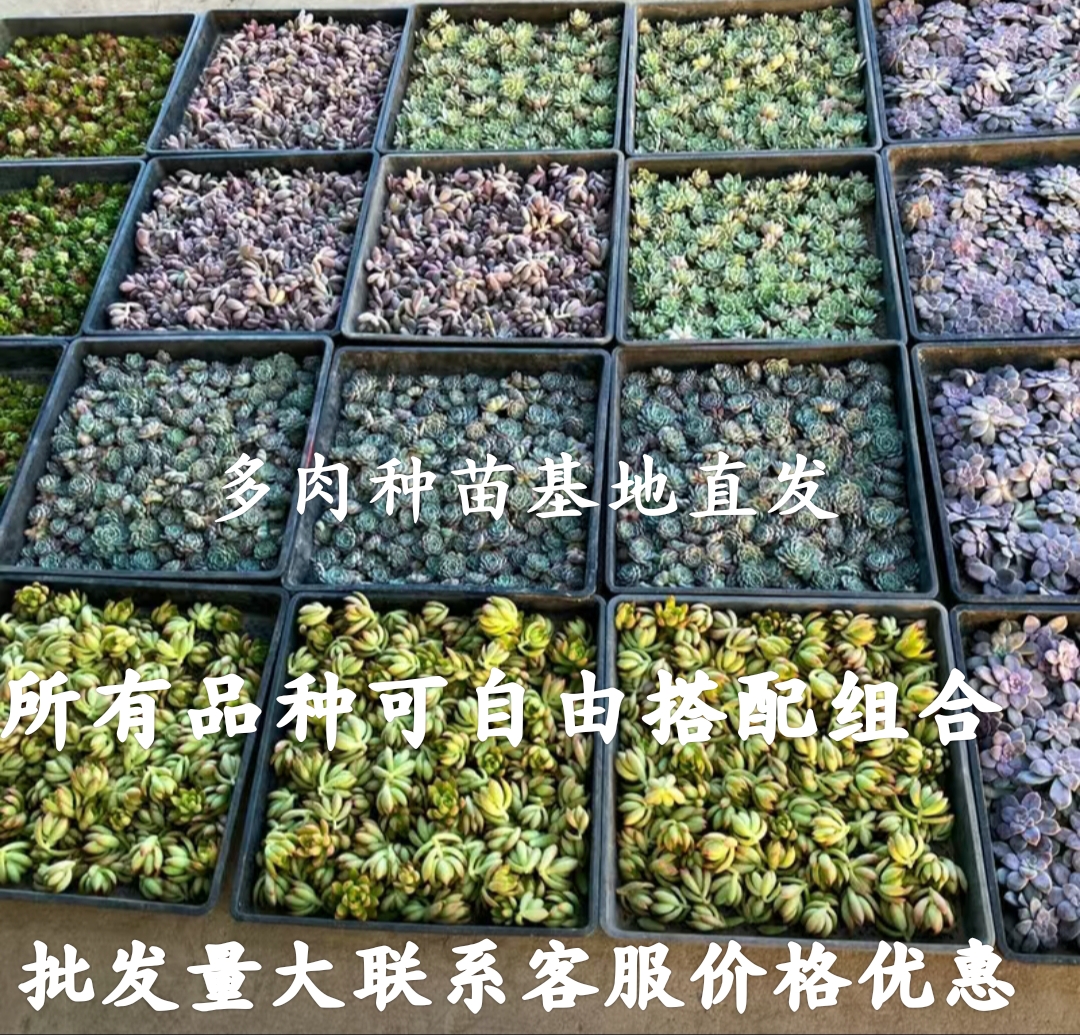 多肉植物盆栽砍头种苗1000棵批fa繁殖无根好养易活发根快绿植花卉