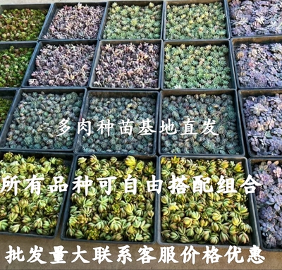 多肉植物砍头种苗批发好养品种