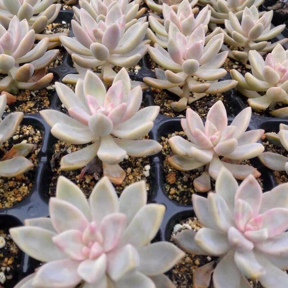淡雪多肉植物幽灵公主梦幻紫粉色肉嘟嘟花卉盆栽露养好新手