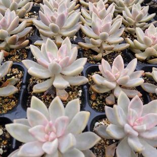 淡雪多肉植物幽灵公主梦幻紫粉色肉嘟嘟花卉盆栽露养好新手