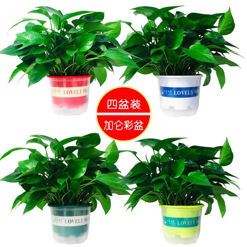 180盆栽室内水培绿植物净化空气花卉绿箩盆