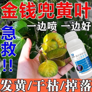 金钱兜专用肥料金钱桐圆叶福禄桐钱树黄叶掉叶干枯强效病菌清专用