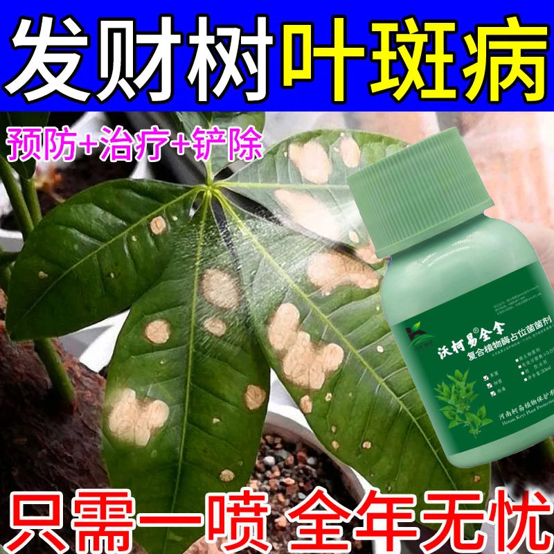 发财树黄叶病菌清发财树叶枯病黑斑病烂根病锈病根腐病通用杀菌剂