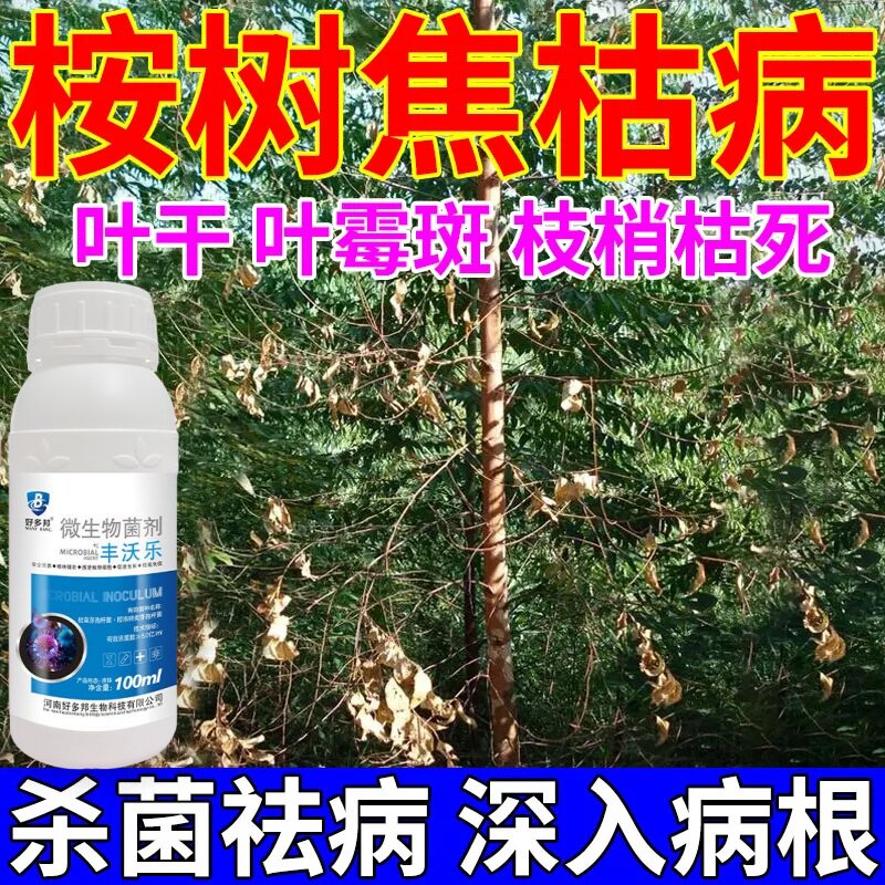 桉树枯萎病专用杀菌剂桉树病特效药防治红叶病黄叶青枯病根腐紫斑