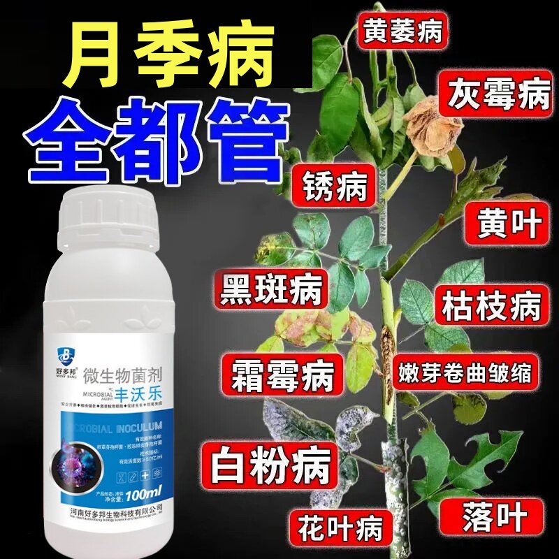 月季枯枝病微生物菌肥解决黄叶掉叶黑斑病害促芽壮苗绿叶预防病害