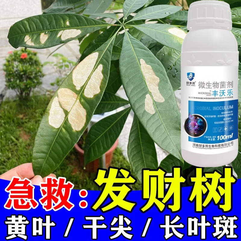叶斑黄叶病】发财树急救叶斑黑斑落叶干枯烂根杀菌通用家庭叶面肥