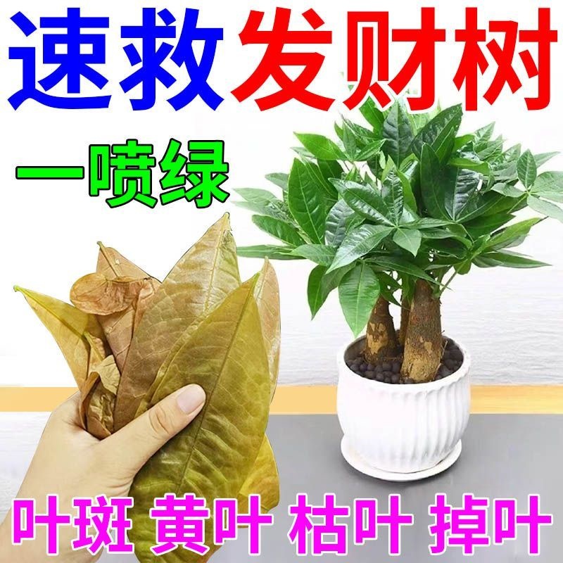 发财树黄叶枯叶烂根专用药营养液叶子发黄掉叶枯黄叶斑病复活液