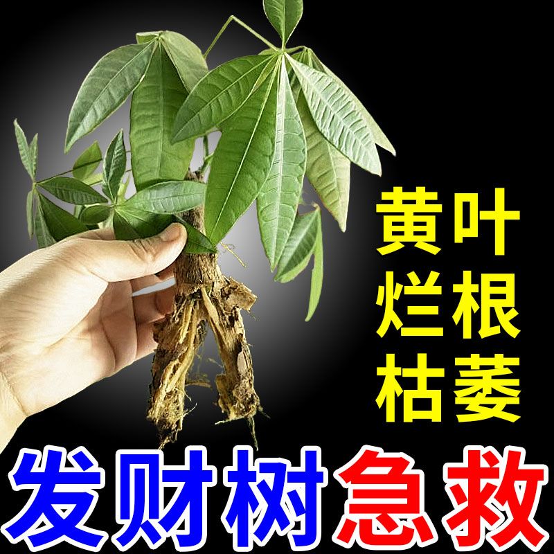 发财树复活液叶斑病专用药叶子发黄斑白斑烂根营养液杀虫剂杀菌药