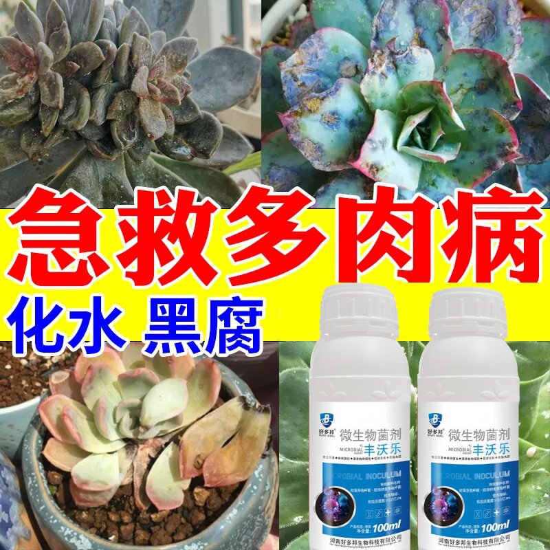 多肉烂根专用杀菌剂叶子黑腐化水掉叶白粉烟煤病百菌清肥料营养液