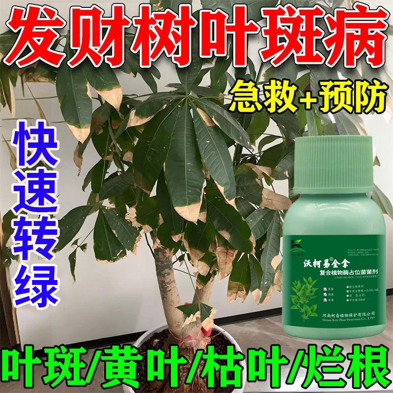 发财树黄叶枯叶烂根专用药叶斑病营养液叶子发黄掉叶黄斑病杀菌剂
