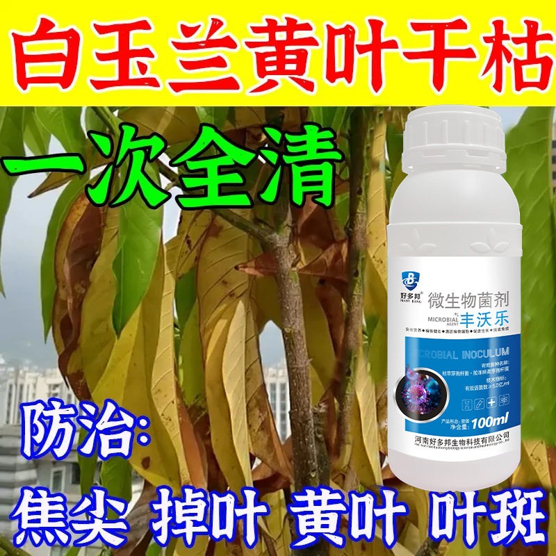 白玉兰黑斑病叶斑病炭蛆病专用药白玉兰病害防治黄叶卷叶落叶白粉