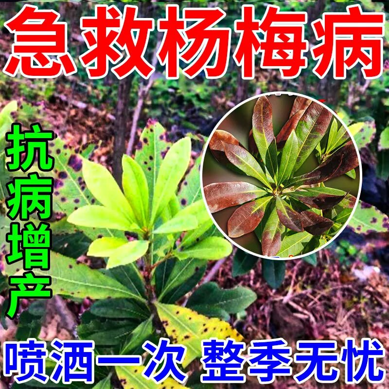 杨梅褐斑病专用药黄叶斑点萎蔫枯枝落叶杨梅病全管专用生物肥正品图片