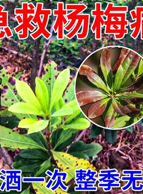 杨梅褐斑病专用药黄叶斑点萎蔫枯枝落叶杨梅病全管专用生物肥正品