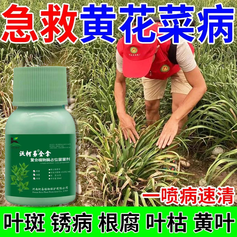 黄花菜叶枯病专用药锈病药炭疽病根腐病叶斑病耐冻抗冻锈病