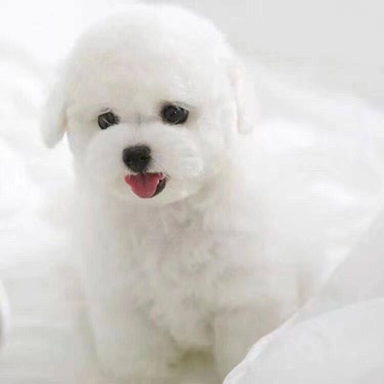 比熊幼犬串卷毛聪明宠物狗便宜米奇长不大白色家庭可爱小型犬小体