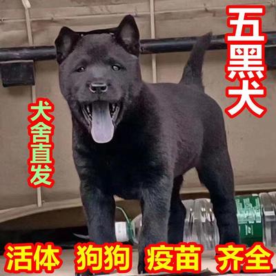 五黑犬中华田园犬土狗