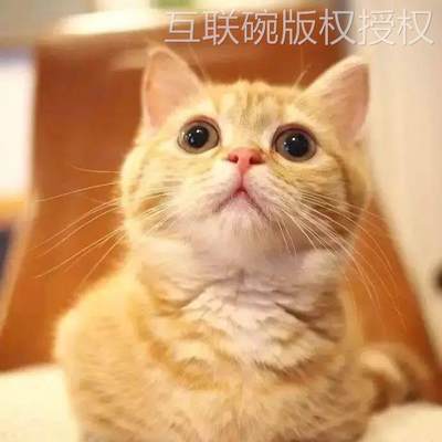 中华田园猫狸花猫网红三花猫黑白奶牛猫土猫狸白猫狸花猫橘白家猫