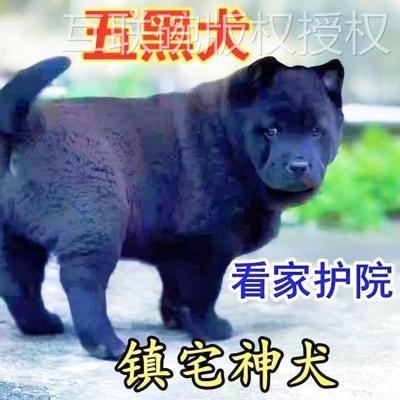 家养狗狗互联碗中型犬