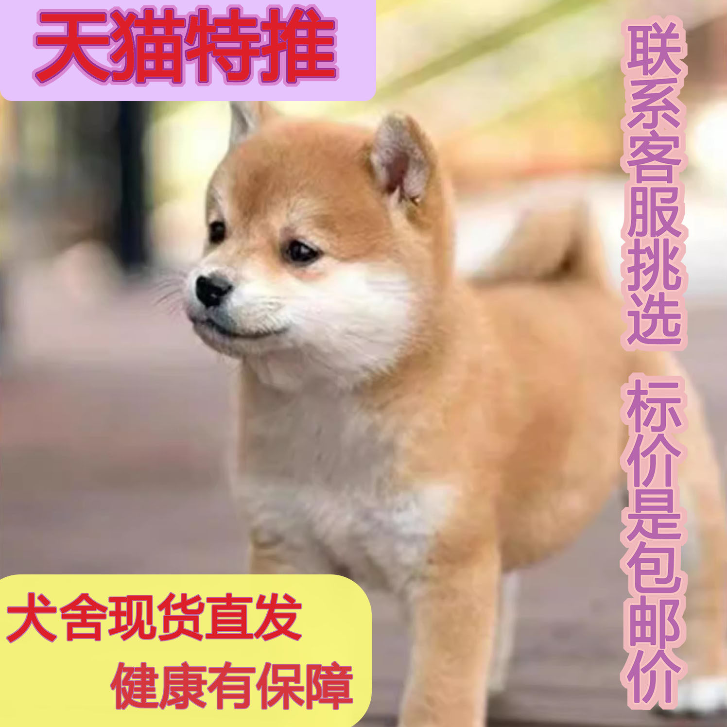 日本柴犬混血幼犬狗狗黑豆聪明豆柴秋田黑白色短毛宠物黑柴可爱活