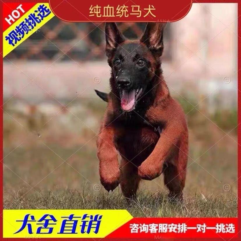 纯种马犬幼犬活体幼崽小马犬