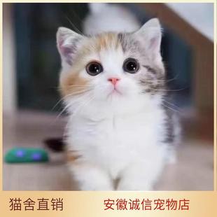 中华田园猫活体橘猫橘白猫白猫黑猫宠物猫狸花猫狸猫狸白猫家养猫