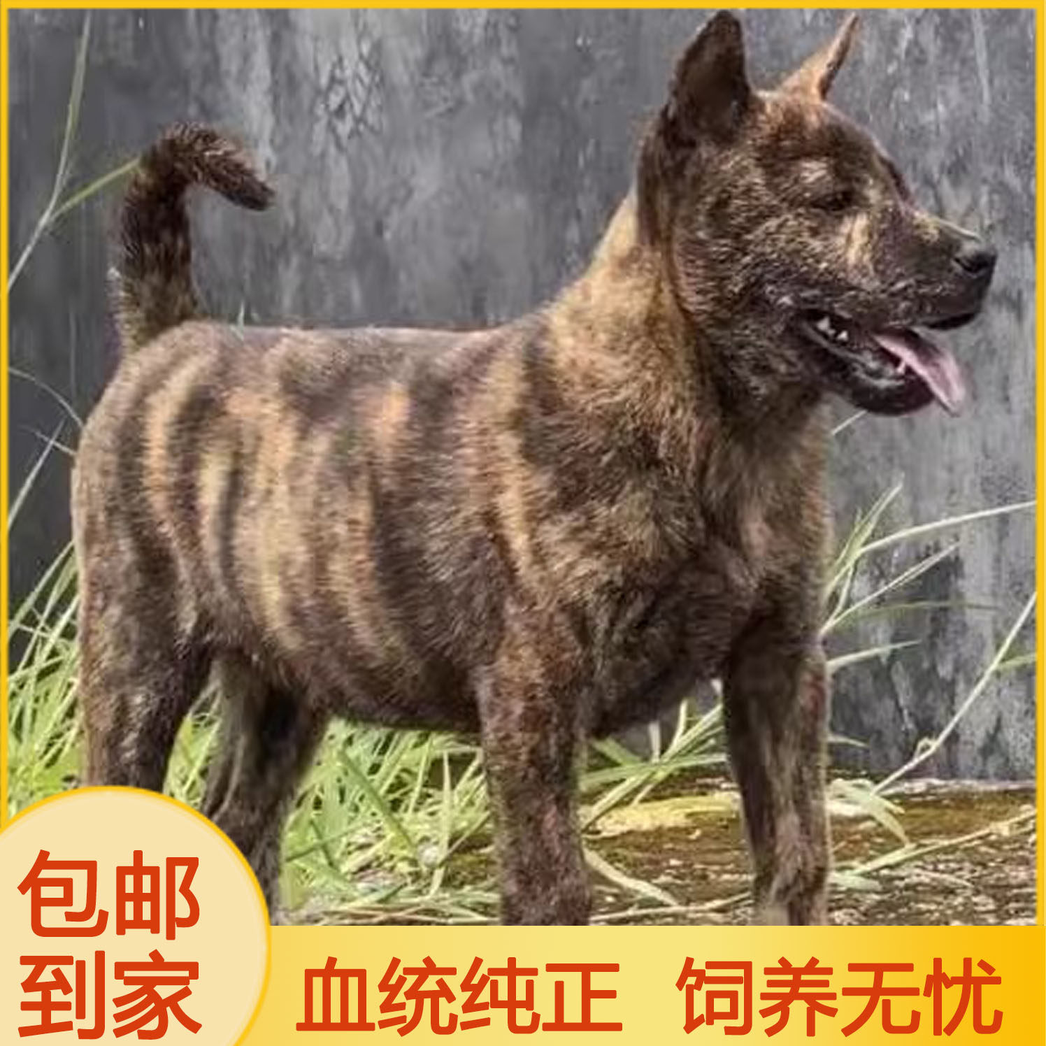 中华田园犬广西土猎犬纯种虎斑犬幼犬狗崽狗狗活物黄色土狗虎斑狗