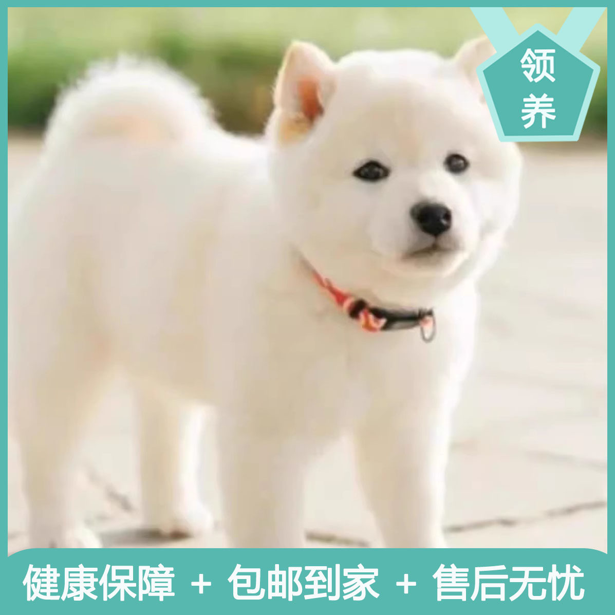 柴犬幼犬活体纯种日本柴犬狗狗黑柴豆柴赤柴日本田园犬幼犬赛级犬