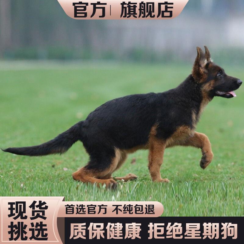 纯种德牧幼犬德国黑背牧羊犬