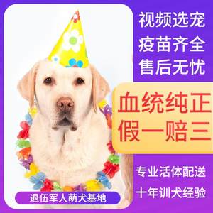 纯种拉布拉多幼犬导盲犬神犬小七活体大骨架金毛幼犬宠物狗活幼体