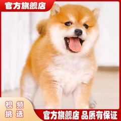 纯种柴犬幼犬活物宠物狗家养便宜中小型豆柴犬狗正宗秋田犬小奶狗