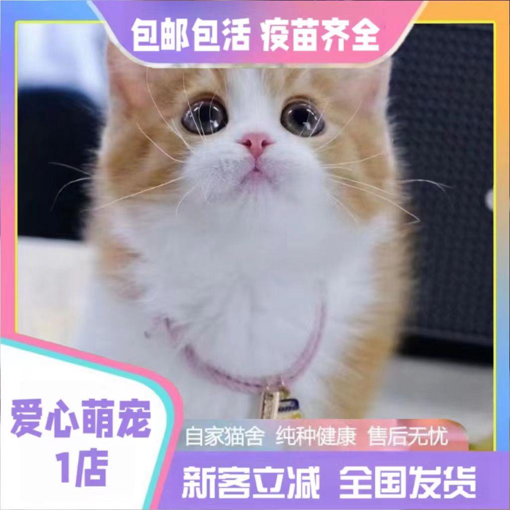 猫咪小猫活物小猫幼猫田园猫橘猫狸猫猫咪真猫小老虎宠物猫小奶猫-封面