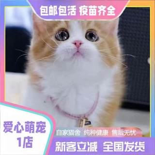 猫咪小猫活物小猫幼猫田园猫橘猫狸猫猫咪真猫小老虎宠物猫小奶猫