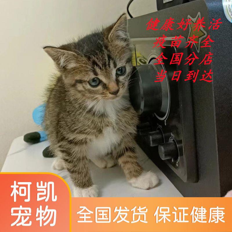 小狸花猫黑白奶牛猫宠物猫