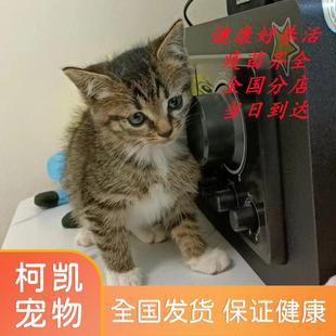 小狸花猫黑白奶牛猫宠物猫三花猫纯白毛纯黑猫小猫幼猫橘白猫橘猫