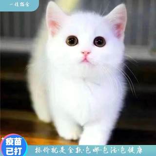 小猫幼崽田园猫宠物家养猫小咪真猫土猫幼猫橘猫家养狸花猫奶猫咪