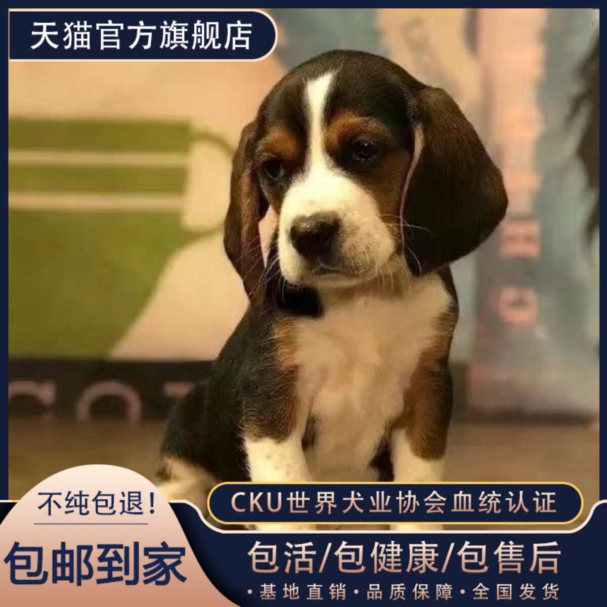 纯种比格犬警犬小狗米鲁犬猎兔犬狗狗大耳朵宠物幼犬短毛狗狗包邮