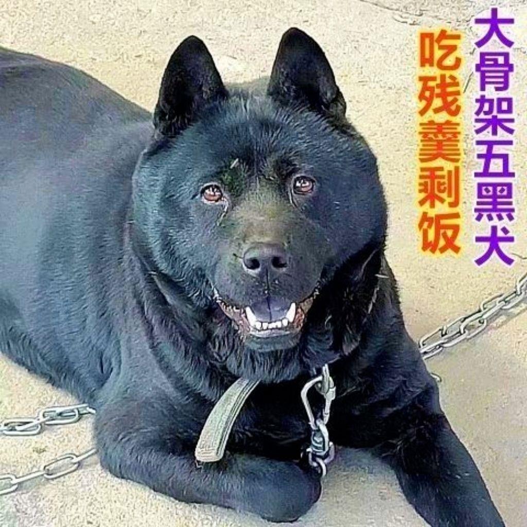 五黑犬广西土猎犬中华田园犬幼犬赶山犬巡山犬狩猎犬大骨架纯黑狗
