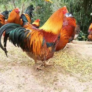 清远鸡大山散养阉鸡太监鸡喝山泉水长大五谷杂粮大扇鸡麻鸡