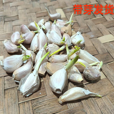 蒜苗种子特香小蒜头蒜苗连州本地蒜干蒜可做种子带芽发货蒜瓣