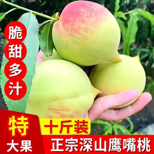 鹰嘴桃水蜜桃脆香桃现摘新鲜水果香甜多汁毛桃蜜桃时令水果连州产