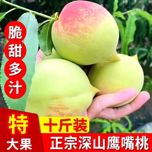 连州鹰嘴水蜜桃现摘香甜多汁