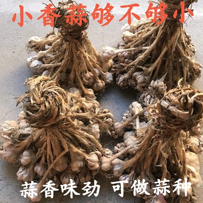 老品种蒜种子小蒜头紫皮白衣香蒜可食可种植小香干蒜土蒜火蒜