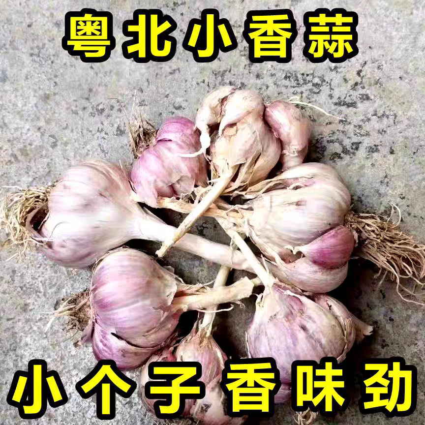 老品种蒜种子小蒜头紫皮白衣香蒜可食可种植小香干蒜土蒜火蒜