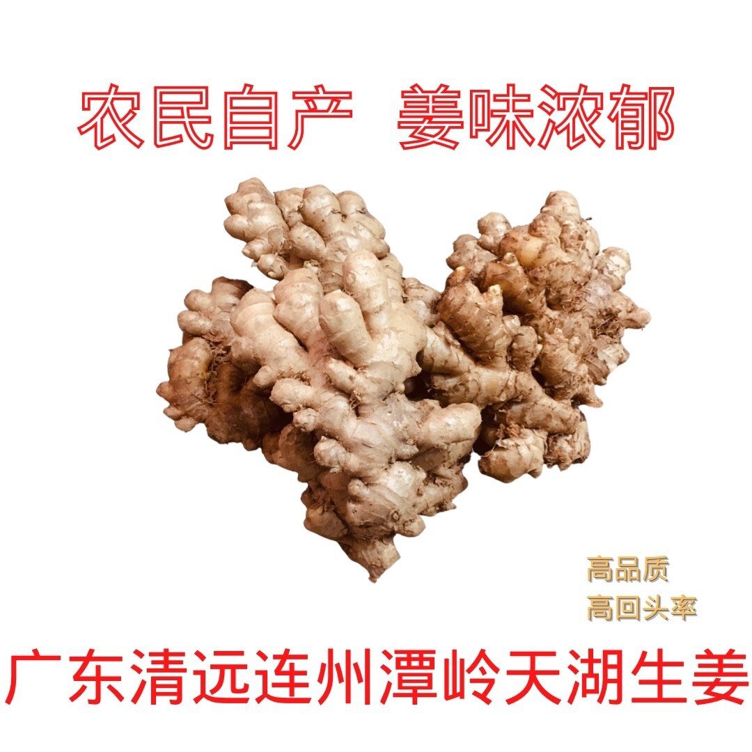广东小黄姜农家当地热销高回购率土特产藏姜月子姜无硫生姜