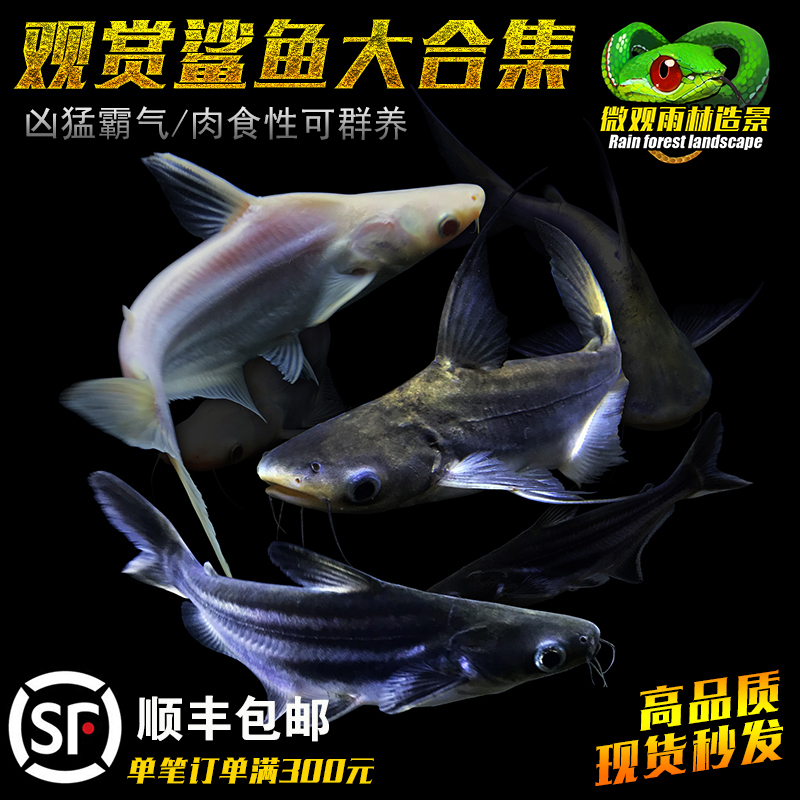 淡水鲨鱼成吉思汗鲨蓝虎鲨大白鲨虎头鲨鱼白化鲨热带鱼观赏鱼活体|msdalam kategori haiwan peliharaan/makanan haiwan dan bekalan, Aquarium World, ikan - dari Buy2taobao.com untuk memberikan perkhidmatan ejen Taobao profesional membeli