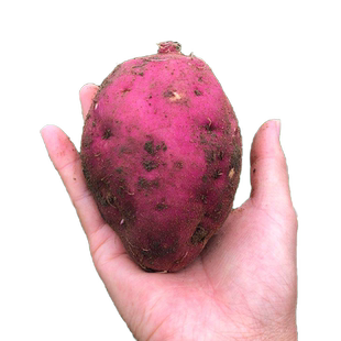 2026年 海南澄迈桥头富硒地瓜沙地带番薯黄心薄皮板栗红薯