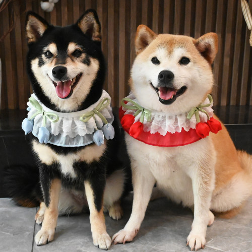 宠物猫咪狗狗泰迪柯基金毛边牧柴犬围巾蕾丝围脖花边领结领带饰品