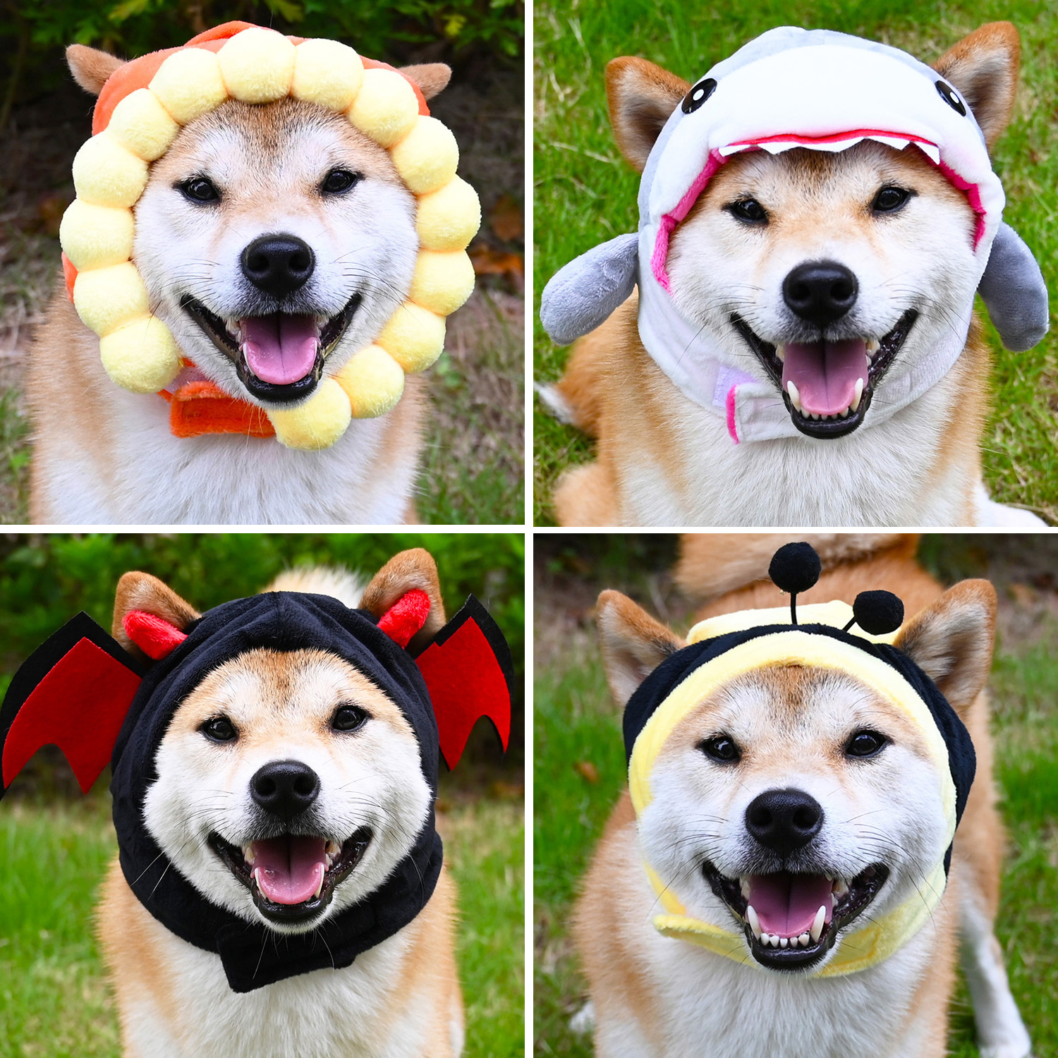 抖音网红搞怪变身柴犬柯基猫咪