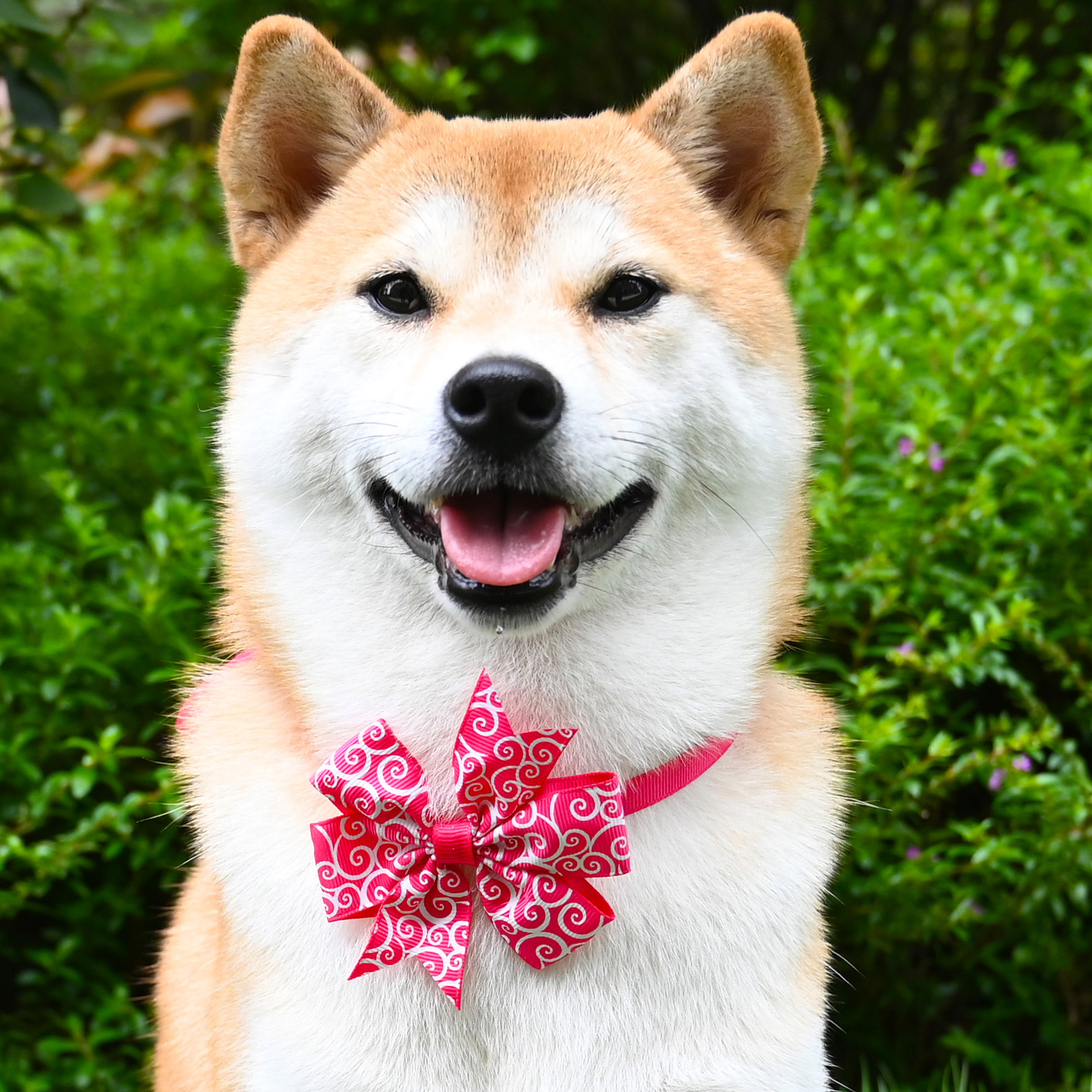 宠物猫咪狗狗领结 柯基泰迪柴犬蝴蝶结和风唐草纹祥云领带饰品